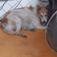 ผัดไทยหลังศาลากลาง