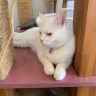 Cat Brothers Cafe