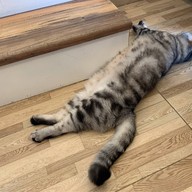 Cat Brothers Cafe