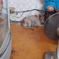 ผัดไทยหลังศาลากลาง