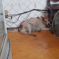 ผัดไทยหลังศาลากลาง