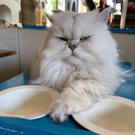 Cat Brothers Cafe