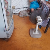 ผัดไทยหลังศาลากลาง