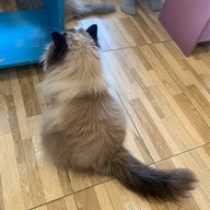 Cat Brothers Cafe