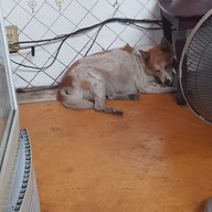 ผัดไทยหลังศาลากลาง