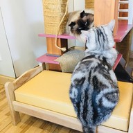 Cat Brothers Cafe
