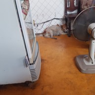 ผัดไทยหลังศาลากลาง