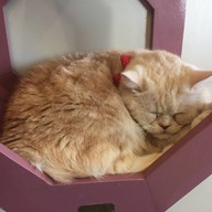 Cat Brothers Cafe