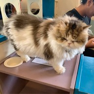 Cat Brothers Cafe