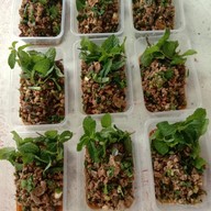 ร้านเหมียว ส้มตำลาบเป็ดอุดร