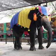 วังช้างอยุธยาแลเพนียด