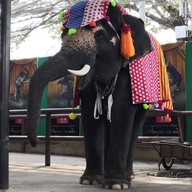 วังช้างอยุธยาแลเพนียด