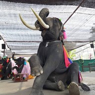 วังช้างอยุธยาแลเพนียด