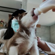 Husky Café  Khon Kaen