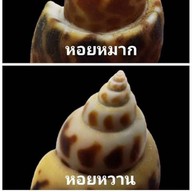 ร้านหอยหนู ชวนชิม ตลาดเดินเล่นท่าพระ