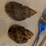 ร้านหอยหนู ชวนชิม ตลาดเดินเล่นท่าพระ