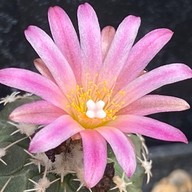 คุกกี้รันแคคตัส / CookieRunCactus Facebook.com/CookieRunCactus