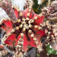 คุกกี้รันแคคตัส / CookieRunCactus Facebook.com/CookieRunCactus