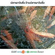 เมนู ร้านปลาเผาวินซิ่งง 1