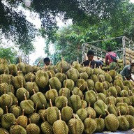 หมอนทองของอันดา