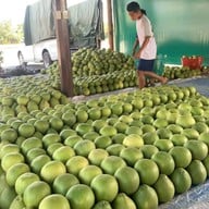 ส้มโอทับทิมสยาม สวนศุภสุขไพศาล