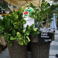 ส้มโอทับทิมสยาม สวนศุภสุขไพศาล
