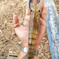 ครัวอังศนา(ต้นมิ้น) พัทยา