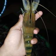 ครัวอังศนา(ต้นมิ้น) พัทยา