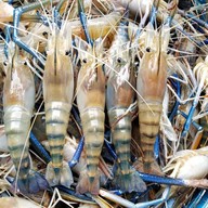 ครัวอังศนา(ต้นมิ้น) พัทยา