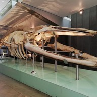 Melbourne Museum