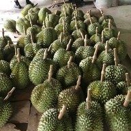 บรรยากาศ สวนลุงเปี๊ยก ทุเรียนป่าละอู