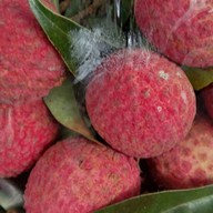 มันนี่ น้ำปั่นและผลไม้ ตลาดสดออเงิน ตลาดสดออเงิน