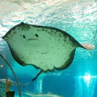 Coex Aquarium