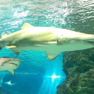 Coex Aquarium
