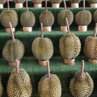 ทุเรียนฟ้าใส ผลไม้ตามฤดูกาล ลาดพร้าว112 รามคำแหง 53