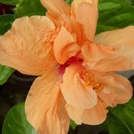 ตลาดธนบุรี (สนามหลวง 2)