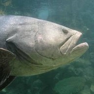 สถานแสดงพันธุ์สัตว์น้ำภูเก็ต