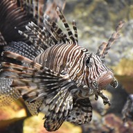 บรรยากาศ สถานแสดงพันธุ์สัตว์น้ำภูเก็ต