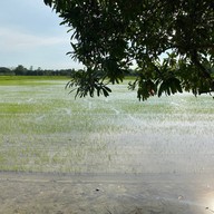 ปลายนา คาเฟ่