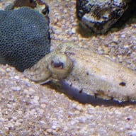 Sea Life Melbourne Aquarium