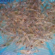 ร้าน ยำกุ้งเต้น Yum Kung Doong Restaurant