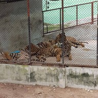 บรรยากาศ สวนเสือศรีราชา