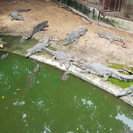 บรรยากาศ สวนเสือศรีราชา