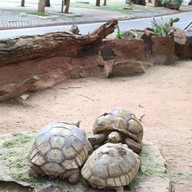 สวนสัตว์นครราชสีมา