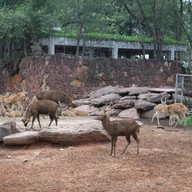 สวนสัตว์นครราชสีมา