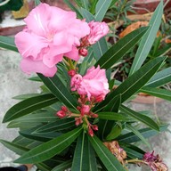 Flints-one Bakery ราไวย์