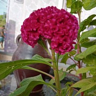 Flints-one Bakery ราไวย์