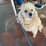 ก๋วยเตี๊ยวเจ๊หมวย (เจ้าเก่า หลังกิมหยง)