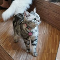 แมวหมึก Cat Cafe'