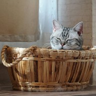 แมวหมึก Cat Cafe'